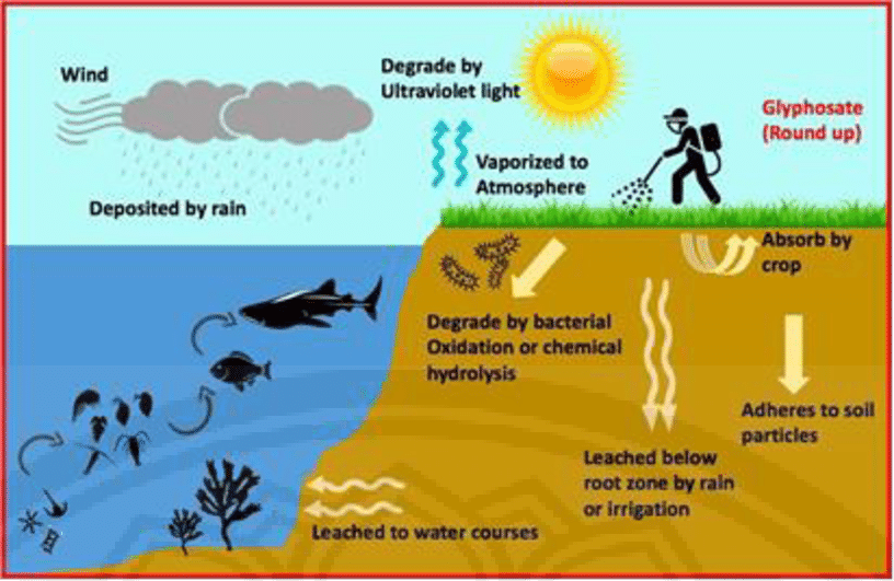 Distribution-and-transportation-of-glyphosate-into-aquatic-organism-and-environments