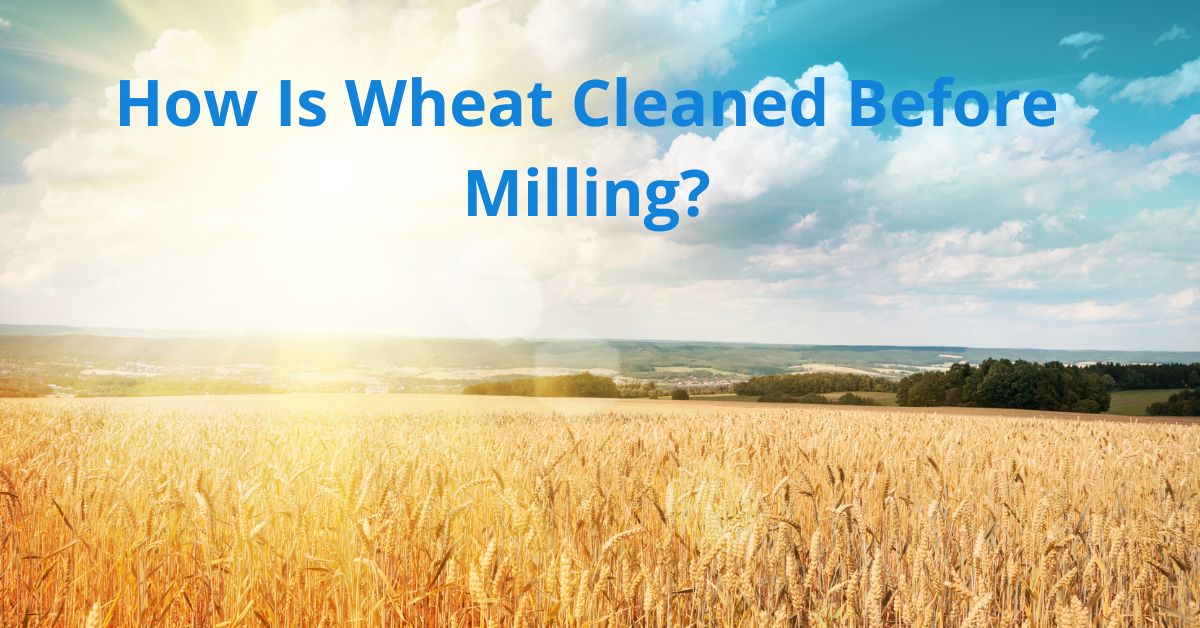 Read more about the article How Is Wheat Cleaned Before Milling?