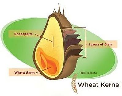 Whole Wheat Kernel